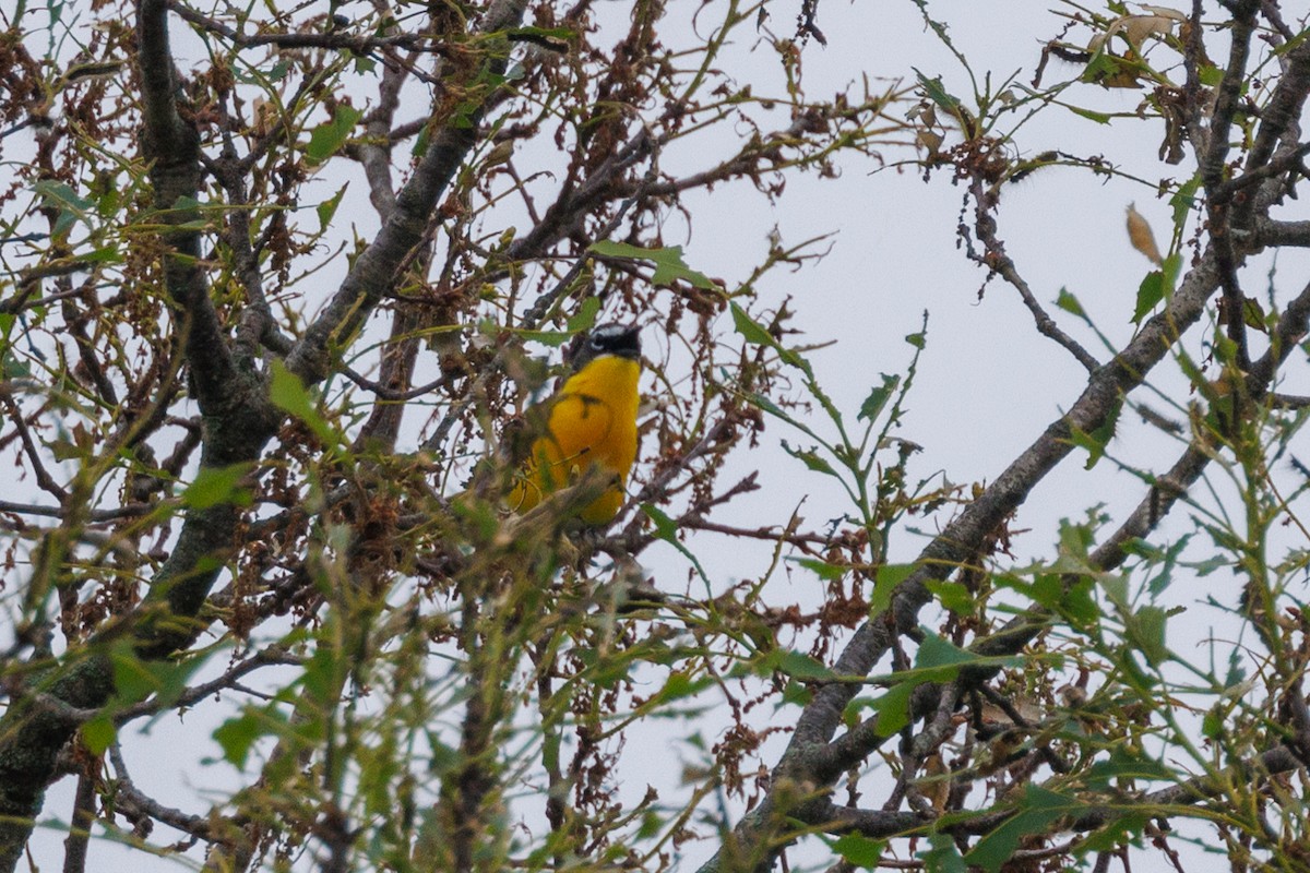 Yellow-breasted Chat - ML619678454