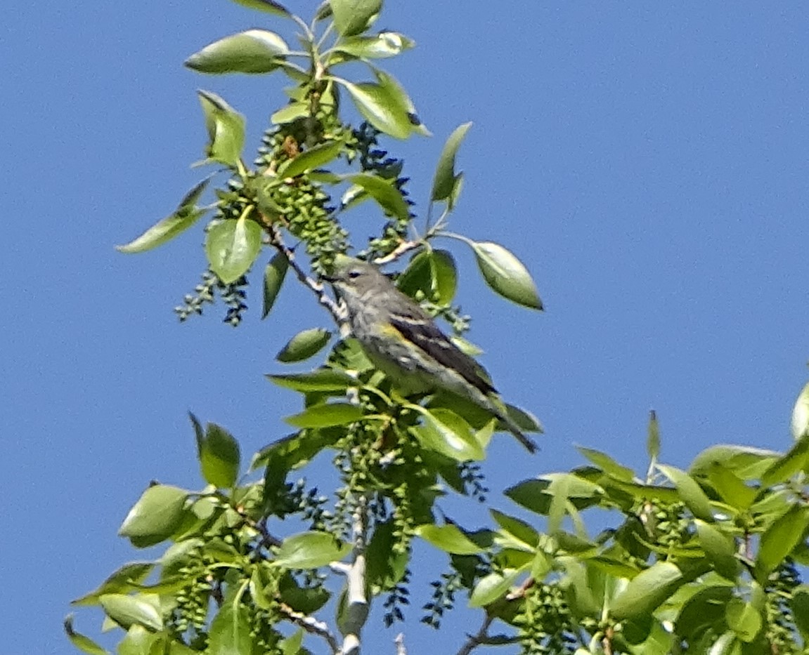 Kronenwaldsänger (coronata) - ML619678459