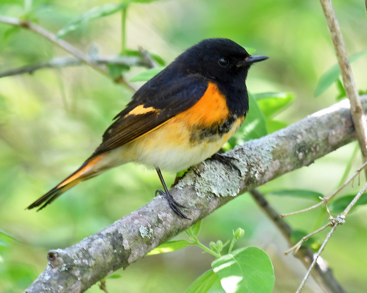 American Redstart - ML619678462