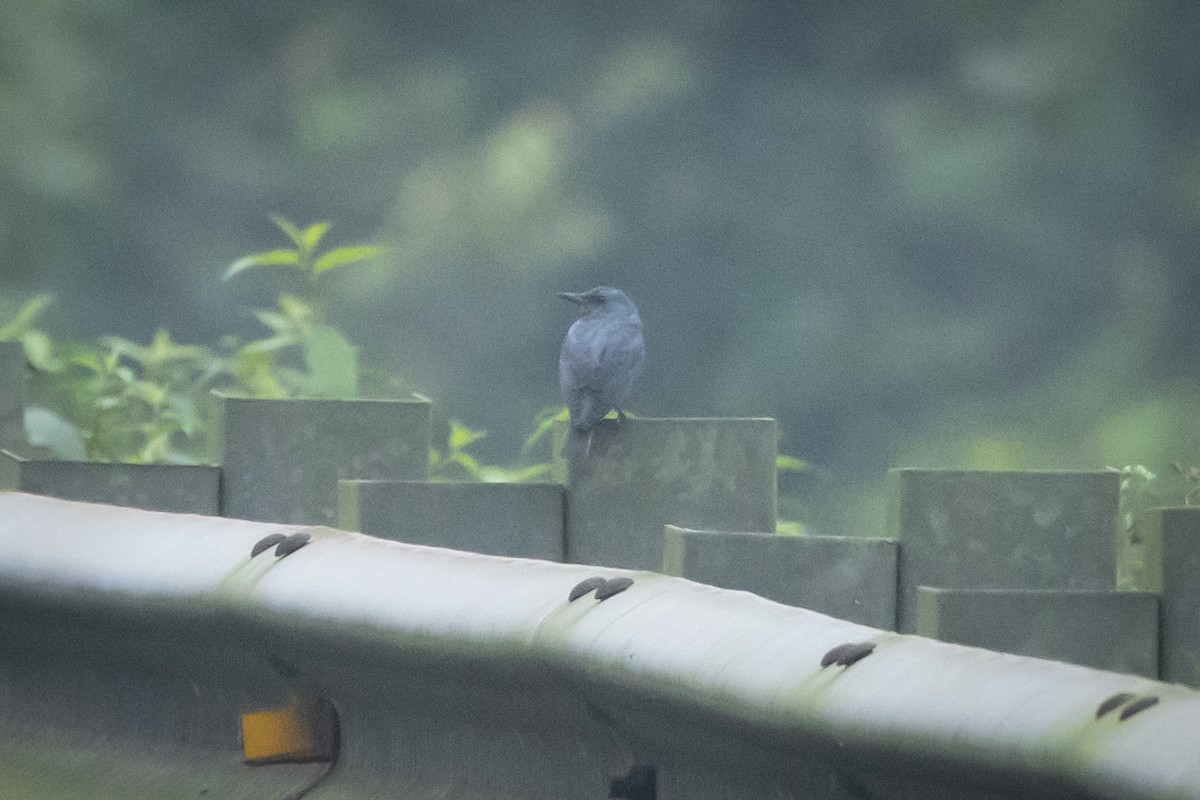 Blue Rock-Thrush - ML619678516