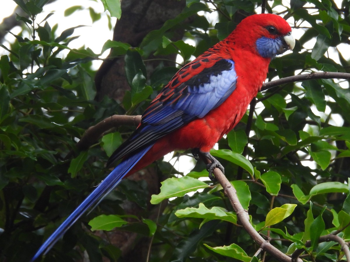 Crimson Rosella - ML619678518