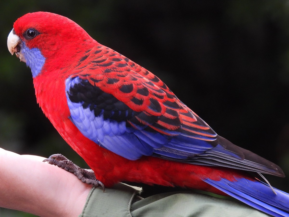 Crimson Rosella - ML619678519