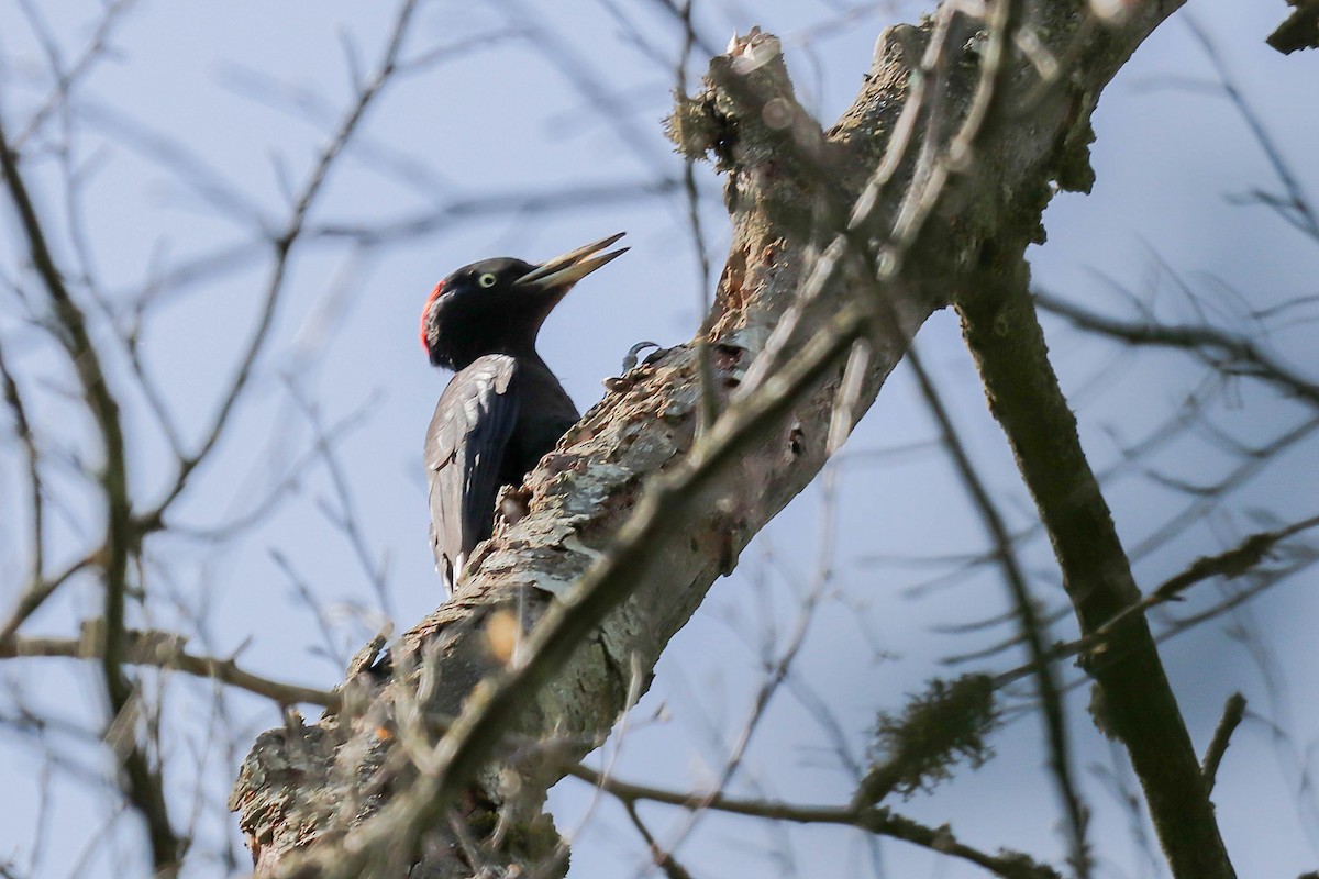 Black Woodpecker - ML619678529