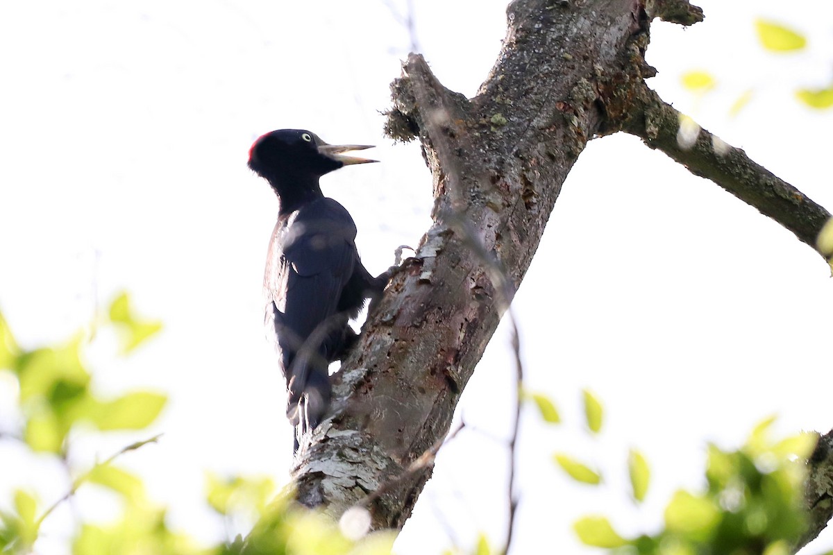 Black Woodpecker - ML619678530