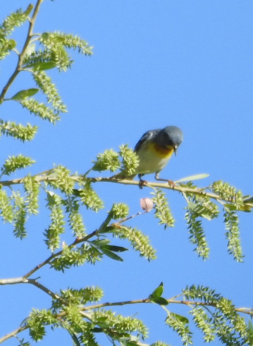 lesňáček lišejníkový - ML619678558