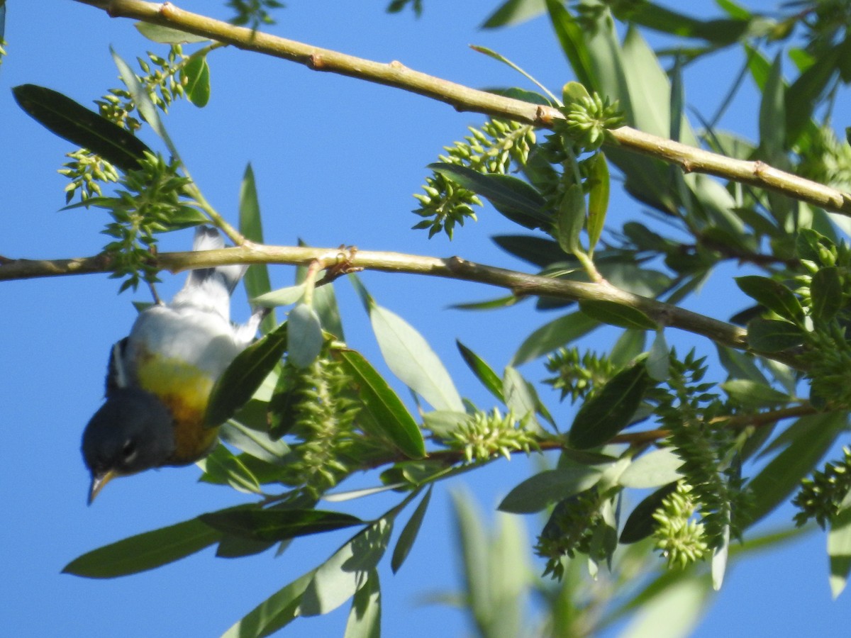 lesňáček lišejníkový - ML619678559