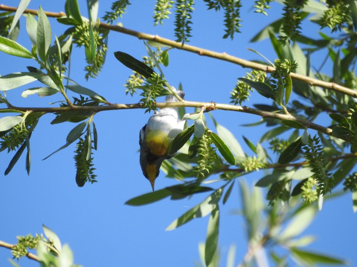 lesňáček lišejníkový - ML619678560