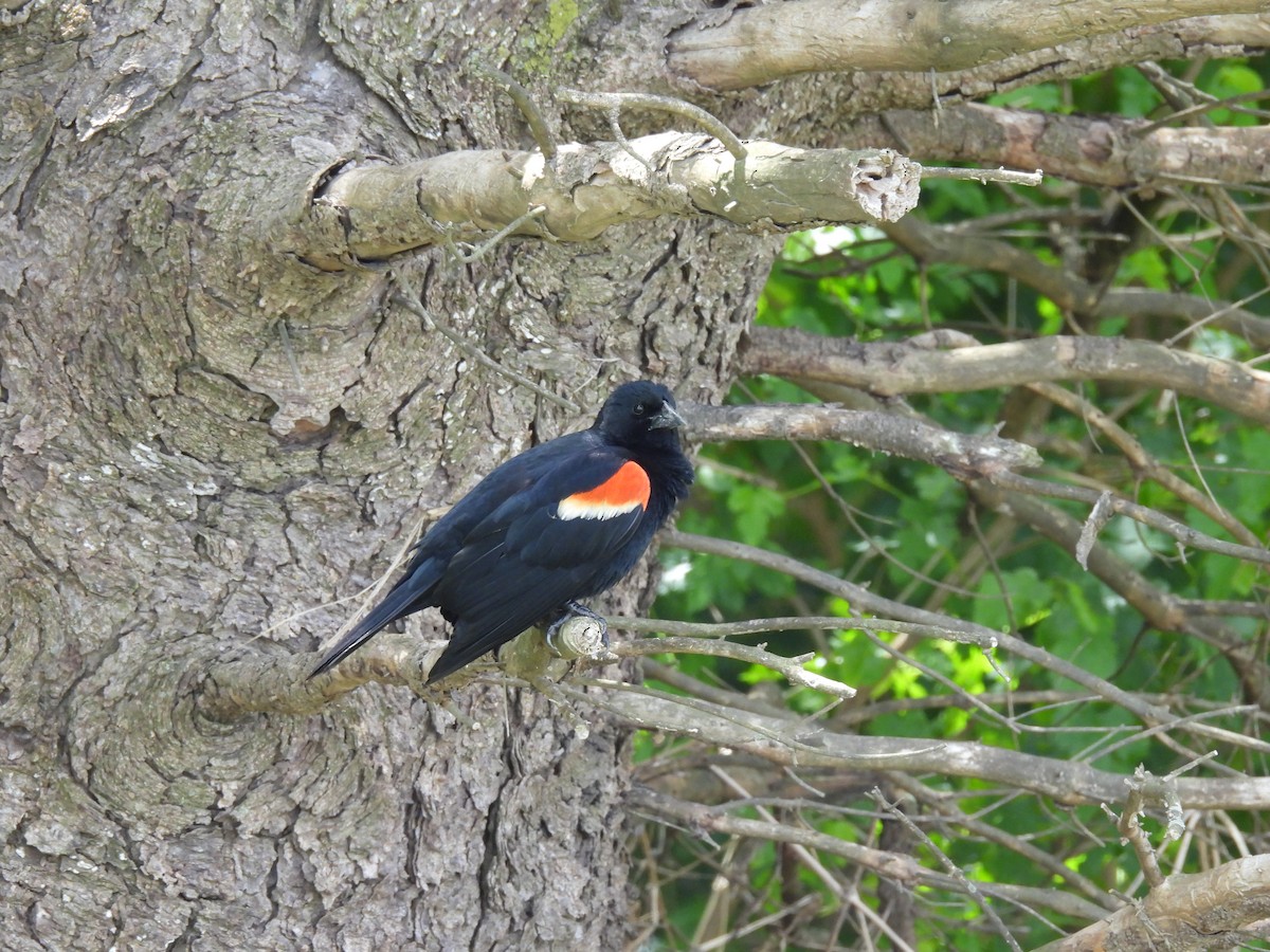 Red-winged Blackbird - ML619678562