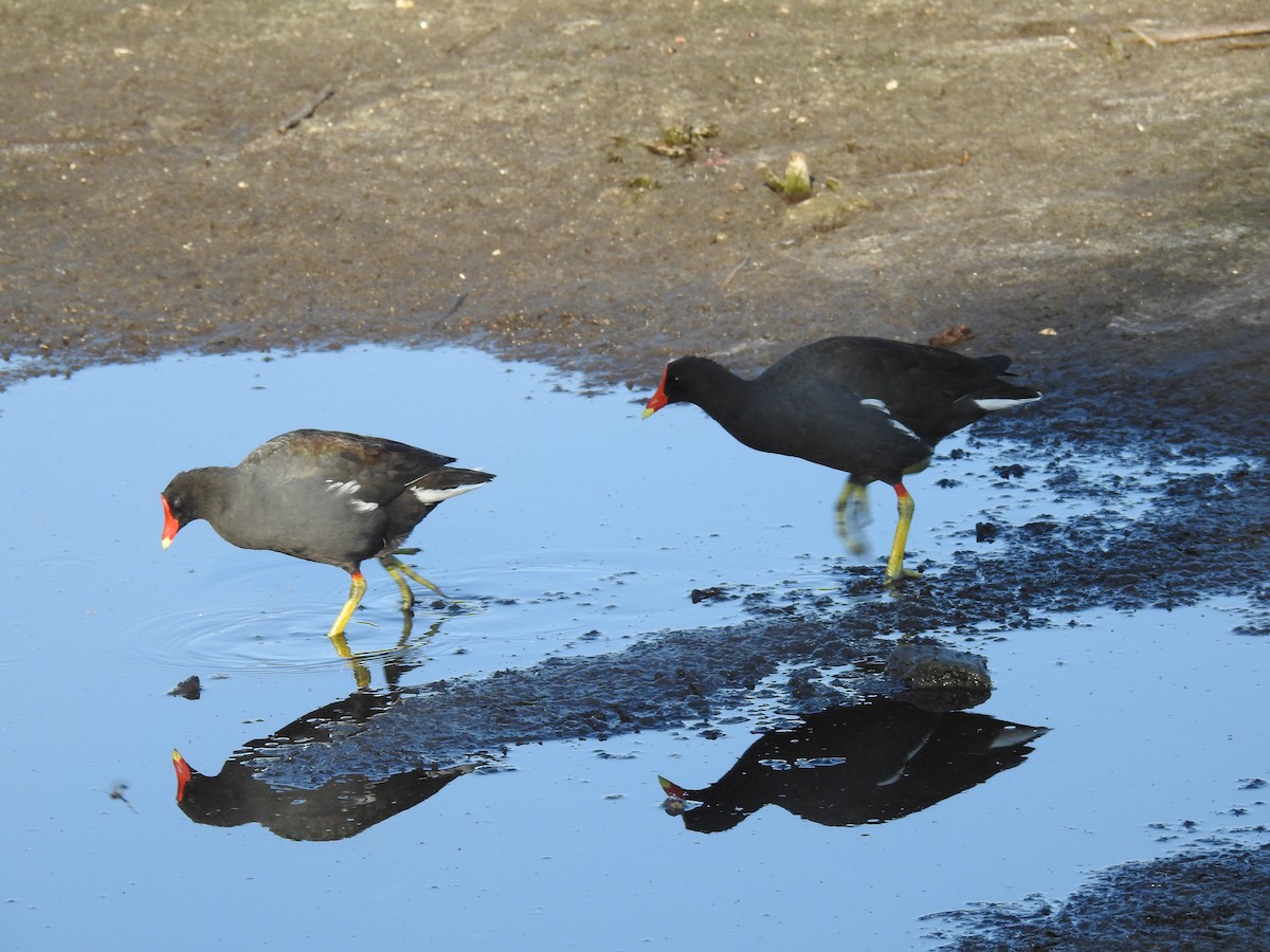 Common Gallinule - Wendy Meehan