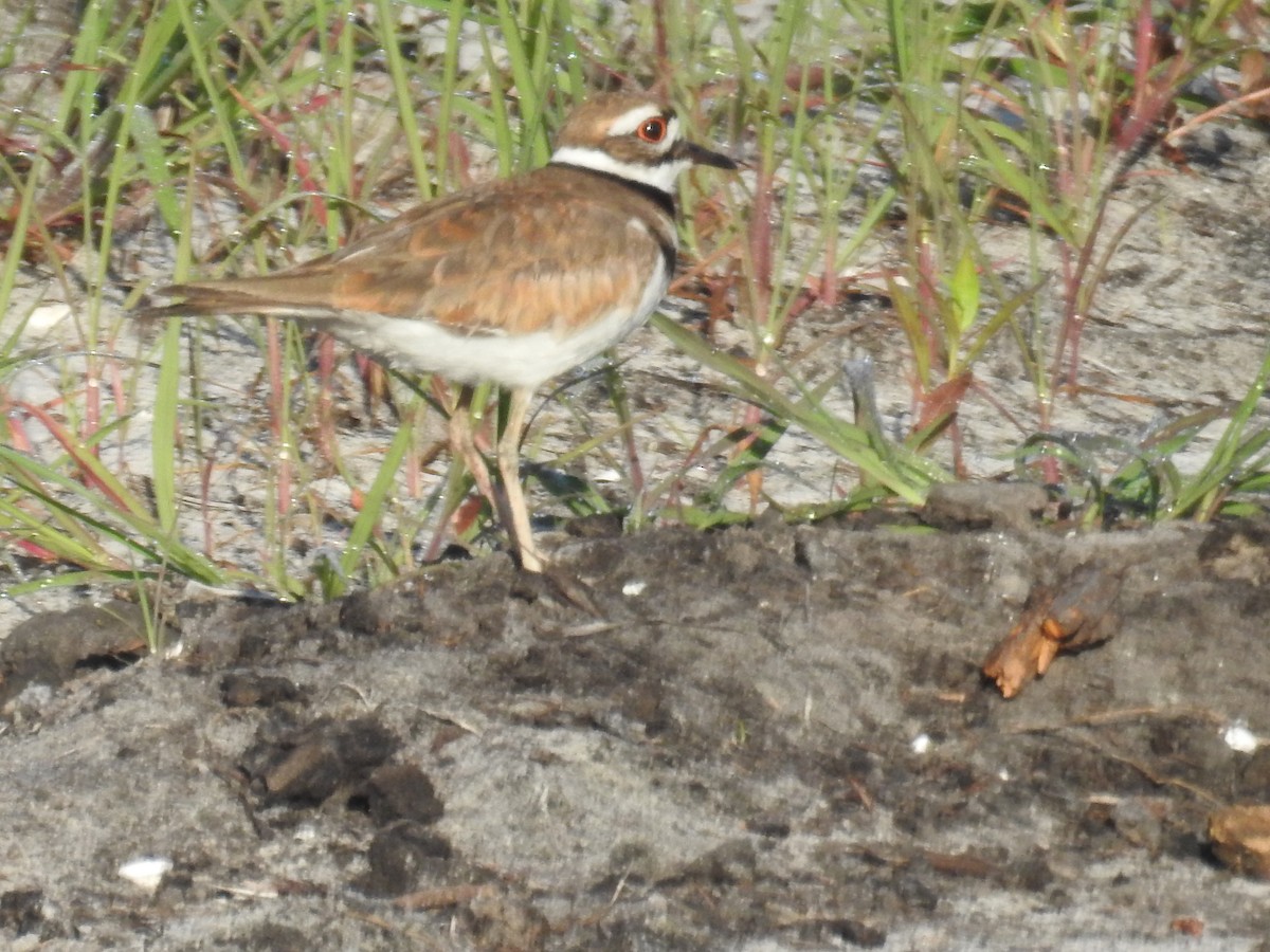 Killdeer - ML619678592