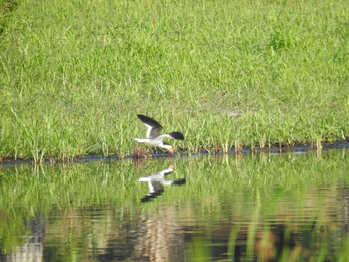 Black Skimmer - ML619678594