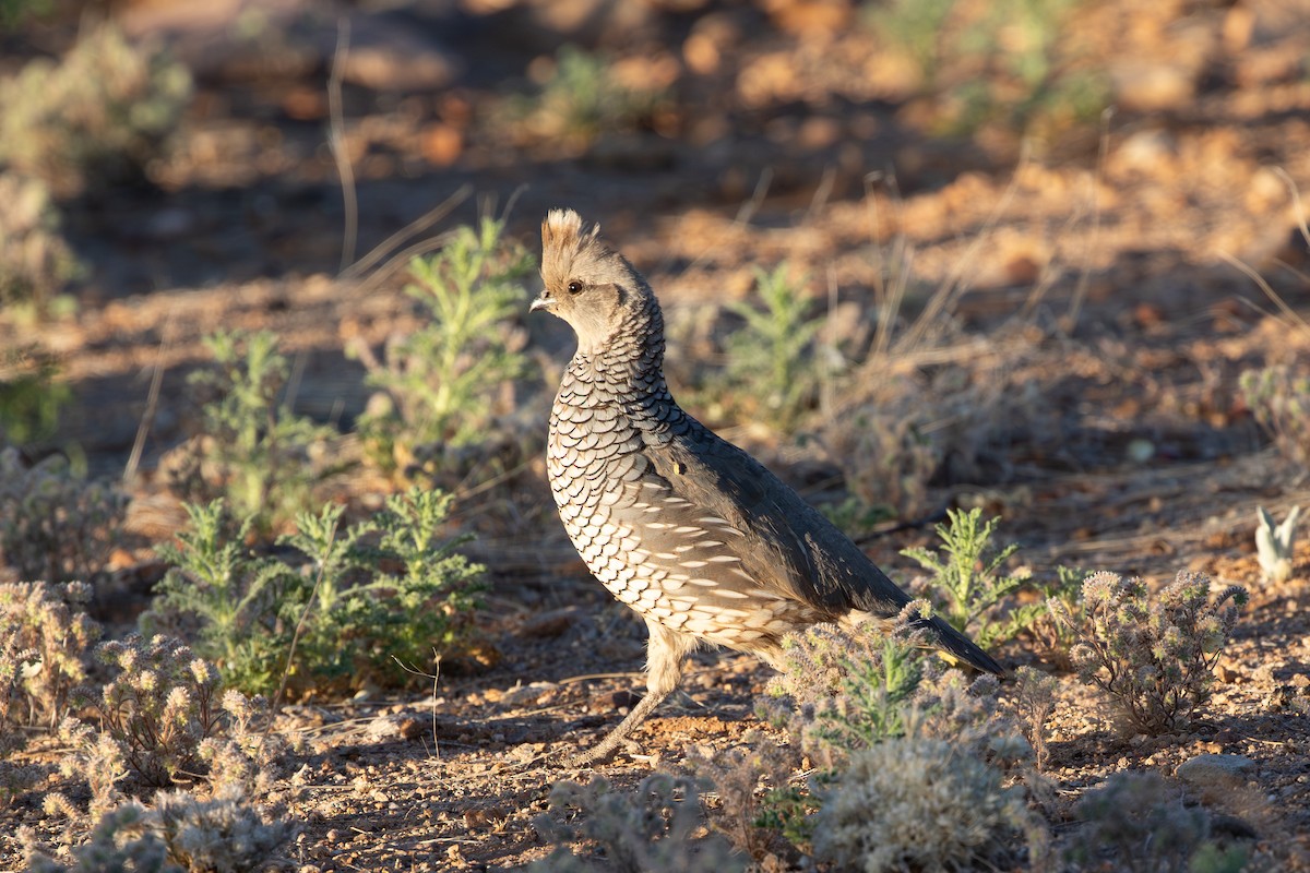 Scaled Quail - Jason  White