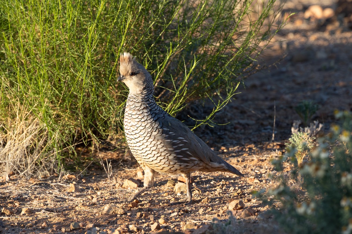 Scaled Quail - ML619678597