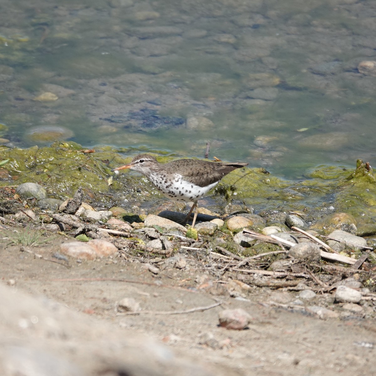 Spotted Sandpiper - George Ho