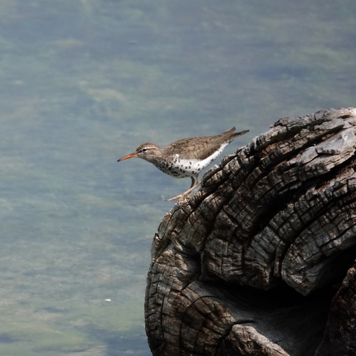 Spotted Sandpiper - ML619678604