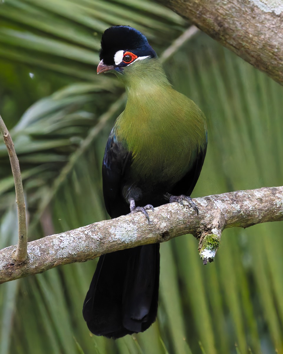 Hartlaub's Turaco - ML619678607