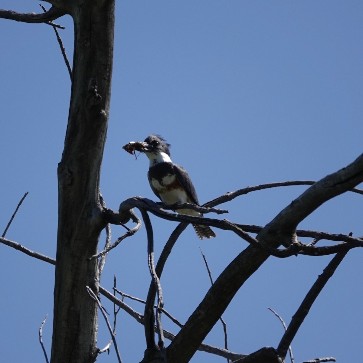 Belted Kingfisher - ML619678613