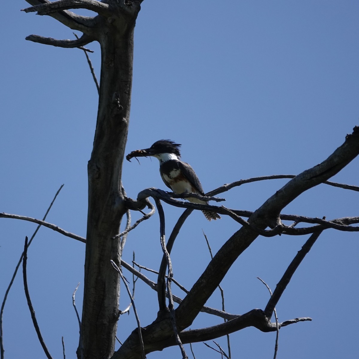 Belted Kingfisher - ML619678615