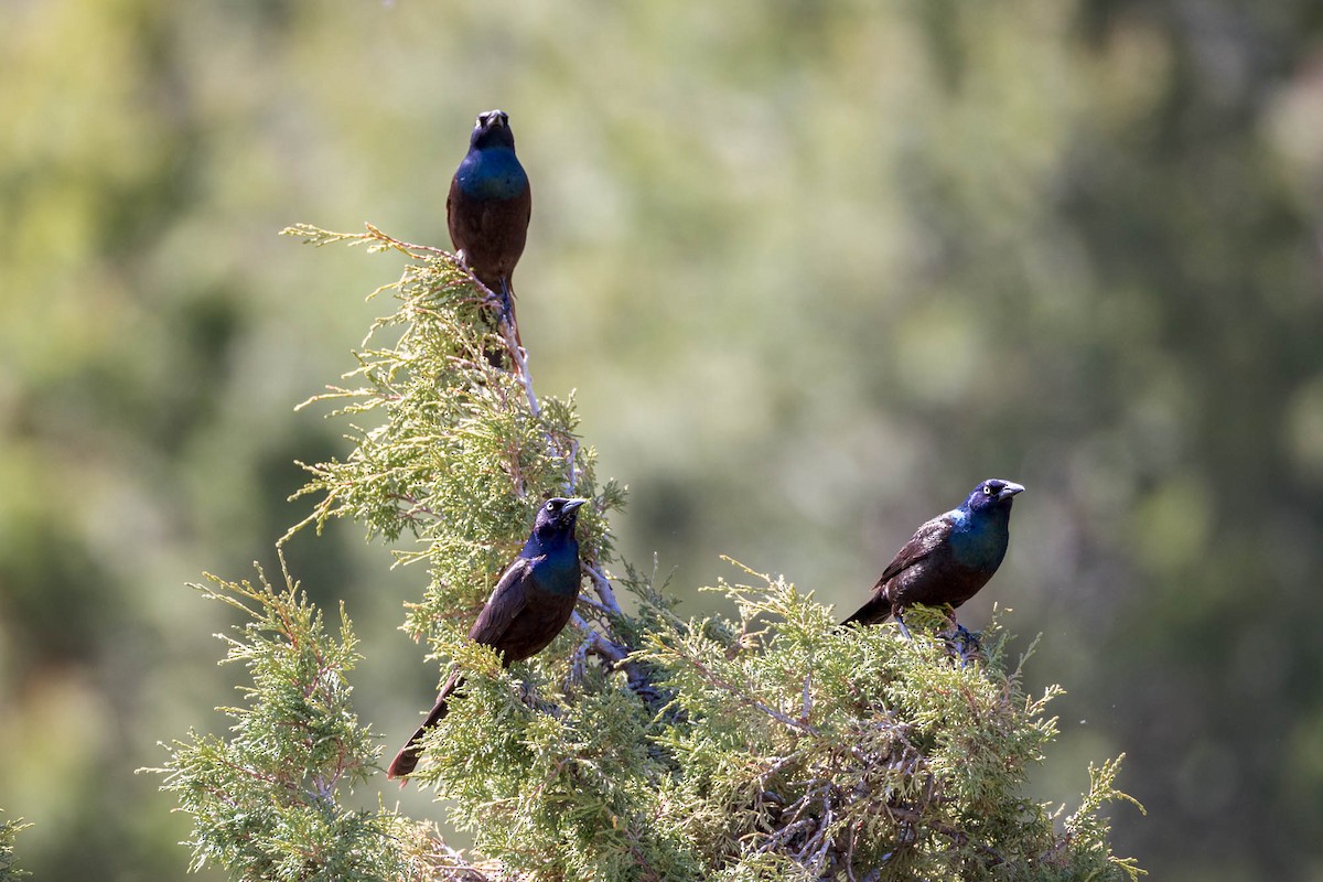 Common Grackle - ML619678628