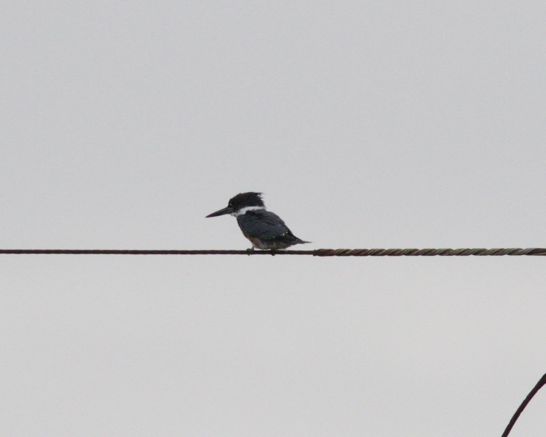 Belted Kingfisher - ML619678631