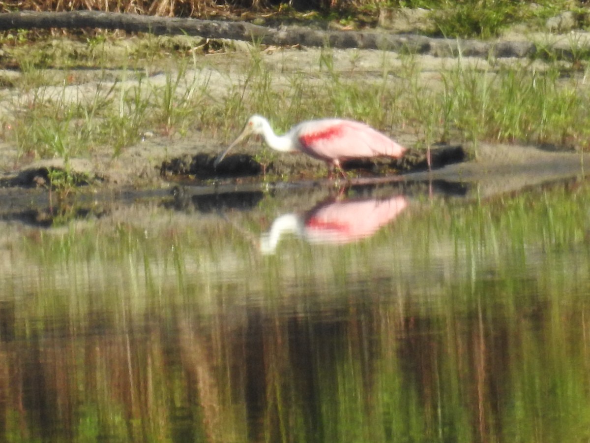 Roseate Spoonbill - ML619678643