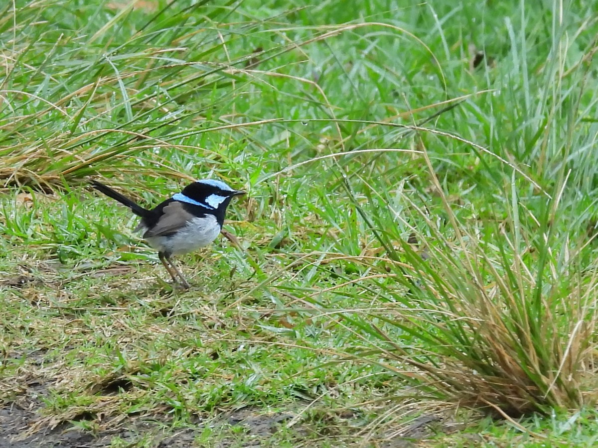 Superb Fairywren - ML619678660