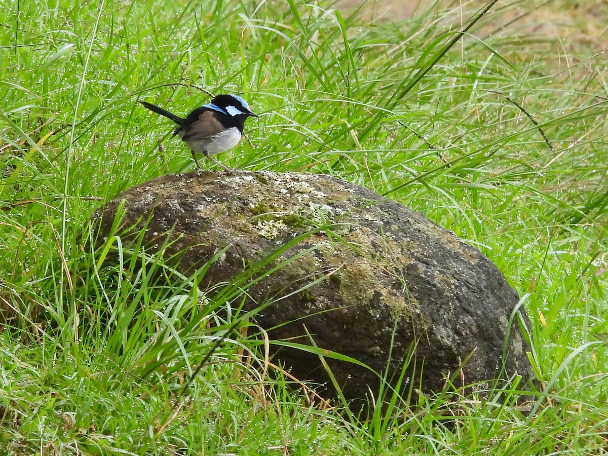 Superb Fairywren - ML619678663