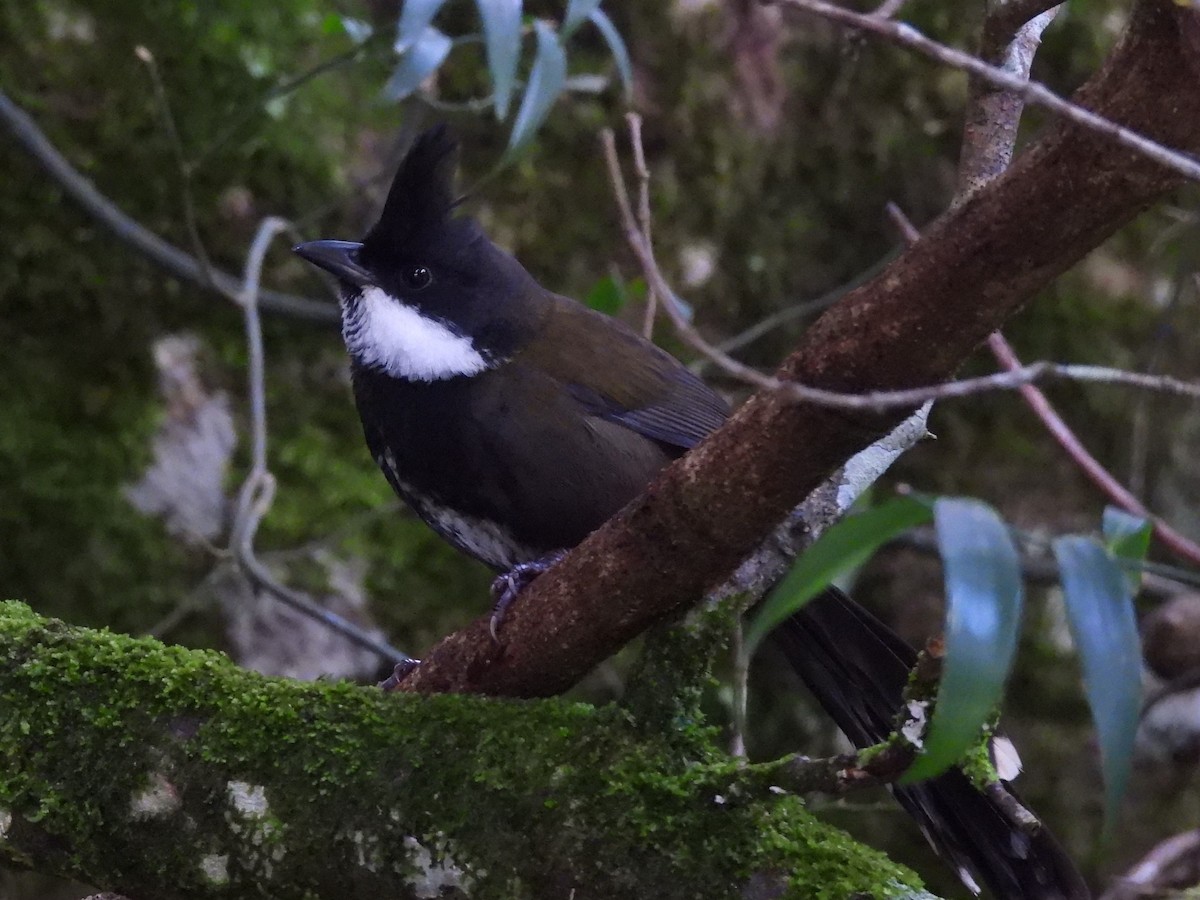 Eastern Whipbird - ML619678674