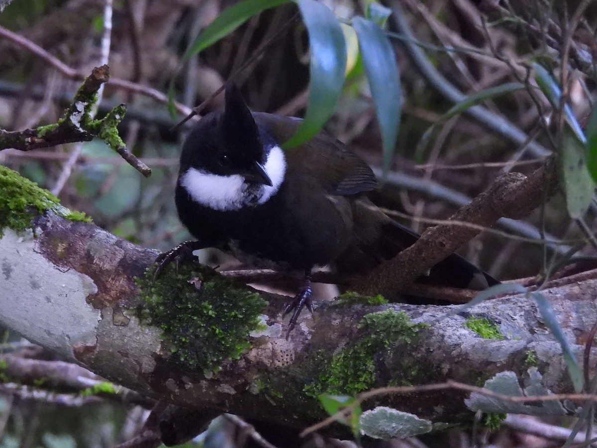 Eastern Whipbird - ML619678676