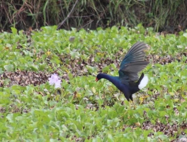 Purple Gallinule - ML619678679