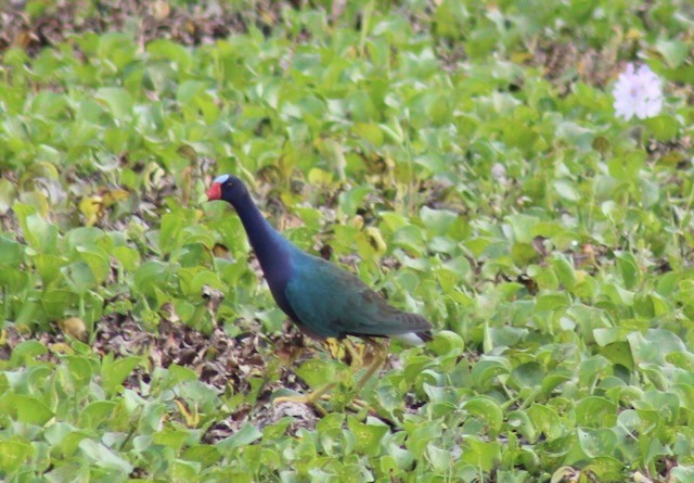 Purple Gallinule - ML619678680