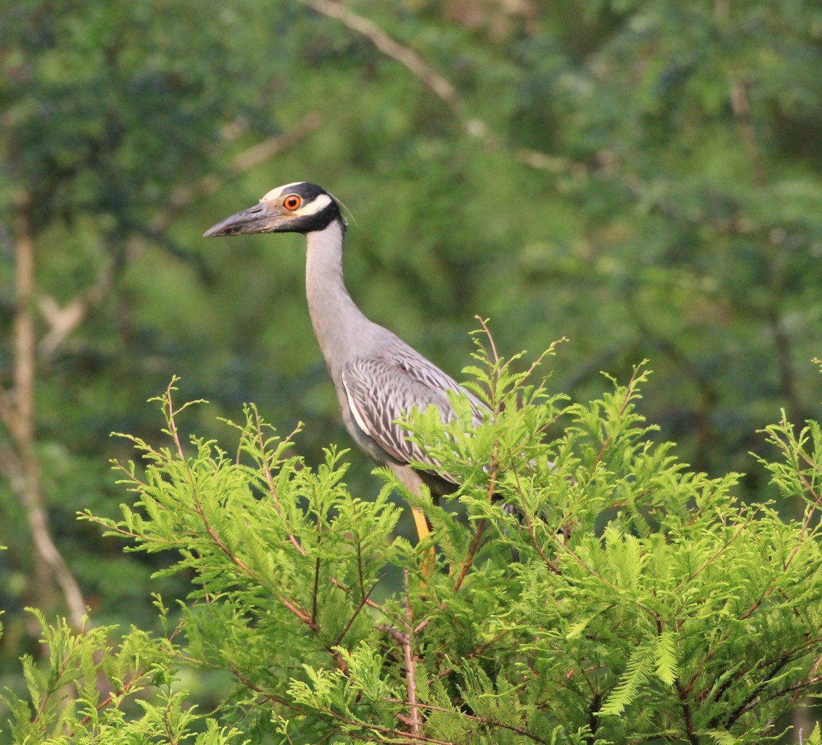 Yellow-crowned Night Heron - ML619678751