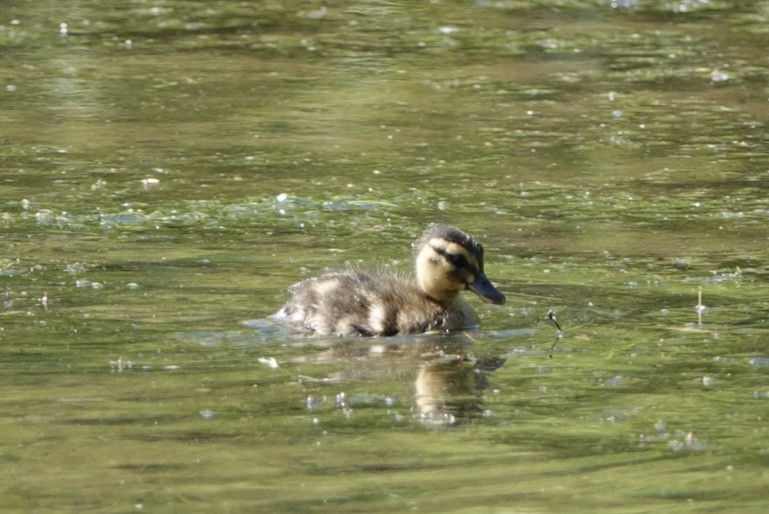 Mallard - ML619678756