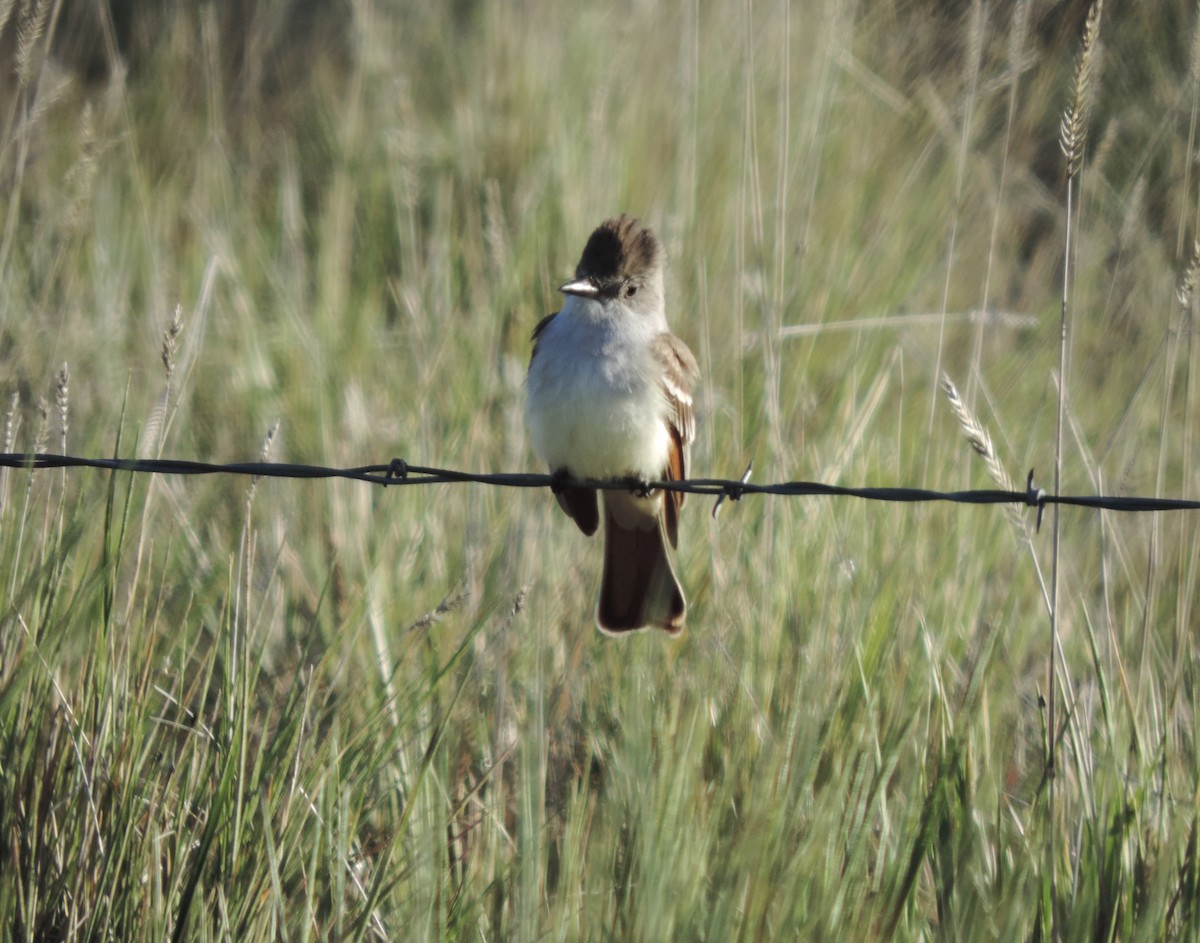 Ash-throated Flycatcher - ML619678758