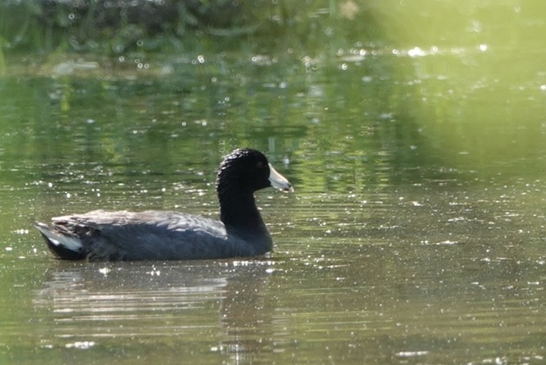 American Coot - ML619678762