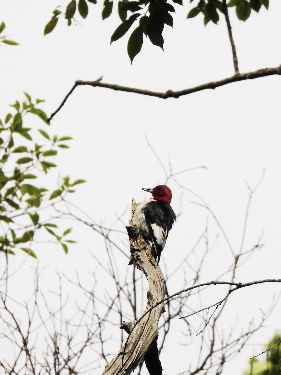 Red-headed Woodpecker - ML619678777