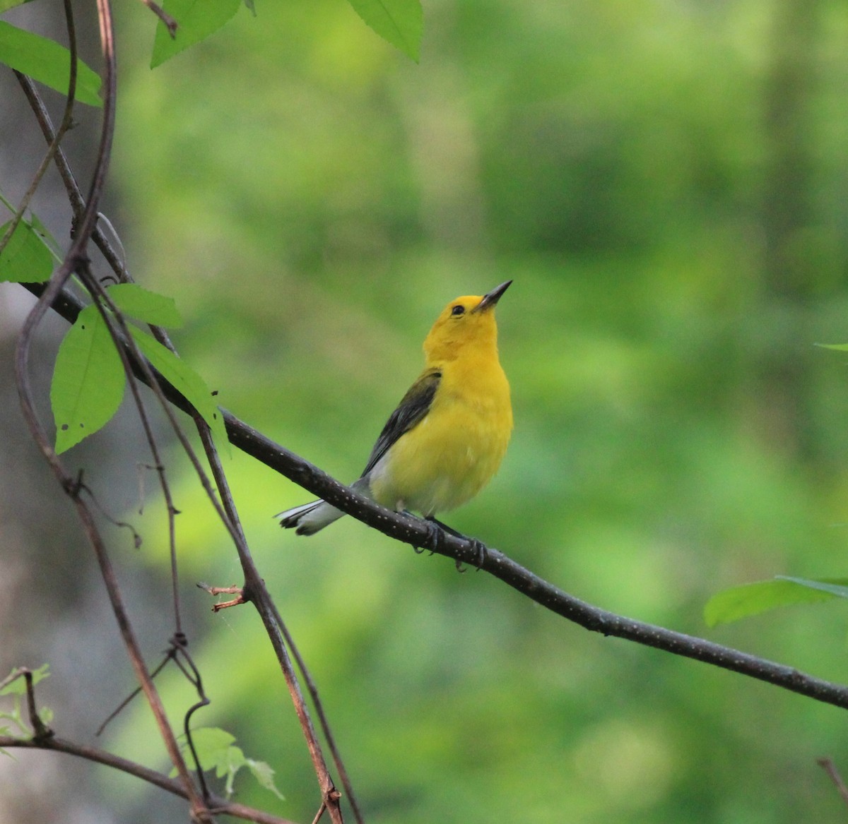 Prothonotary Warbler - ML619678808