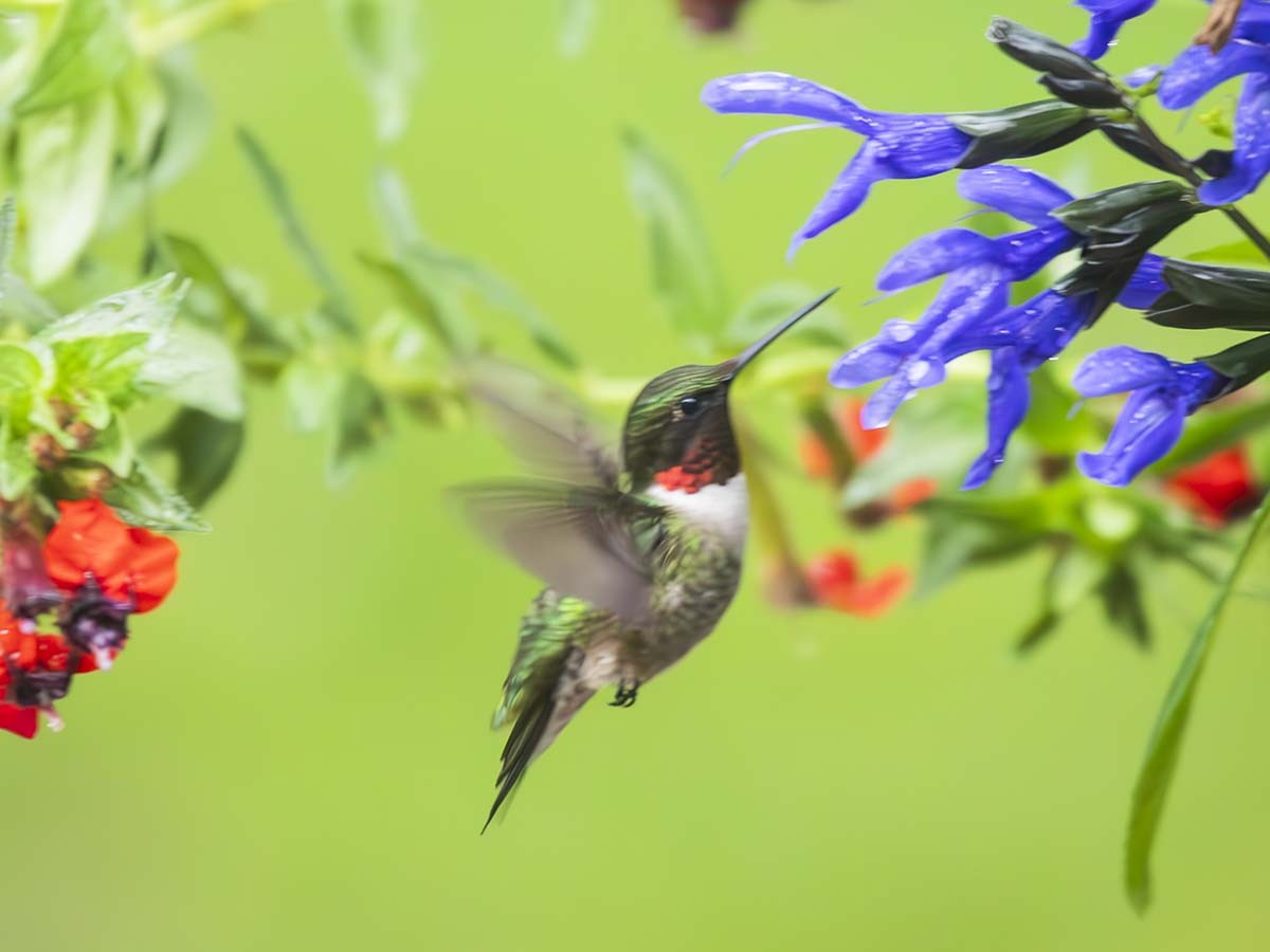 Colibri à gorge rubis - ML619678813