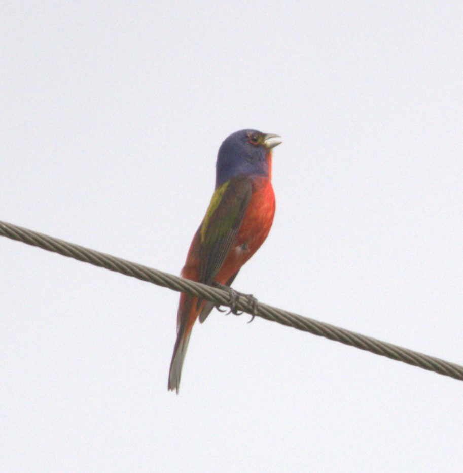 Painted Bunting - ML619678814