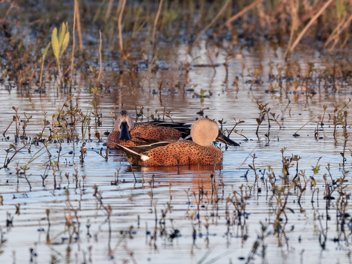 Red Shoveler - Héctor Bottai