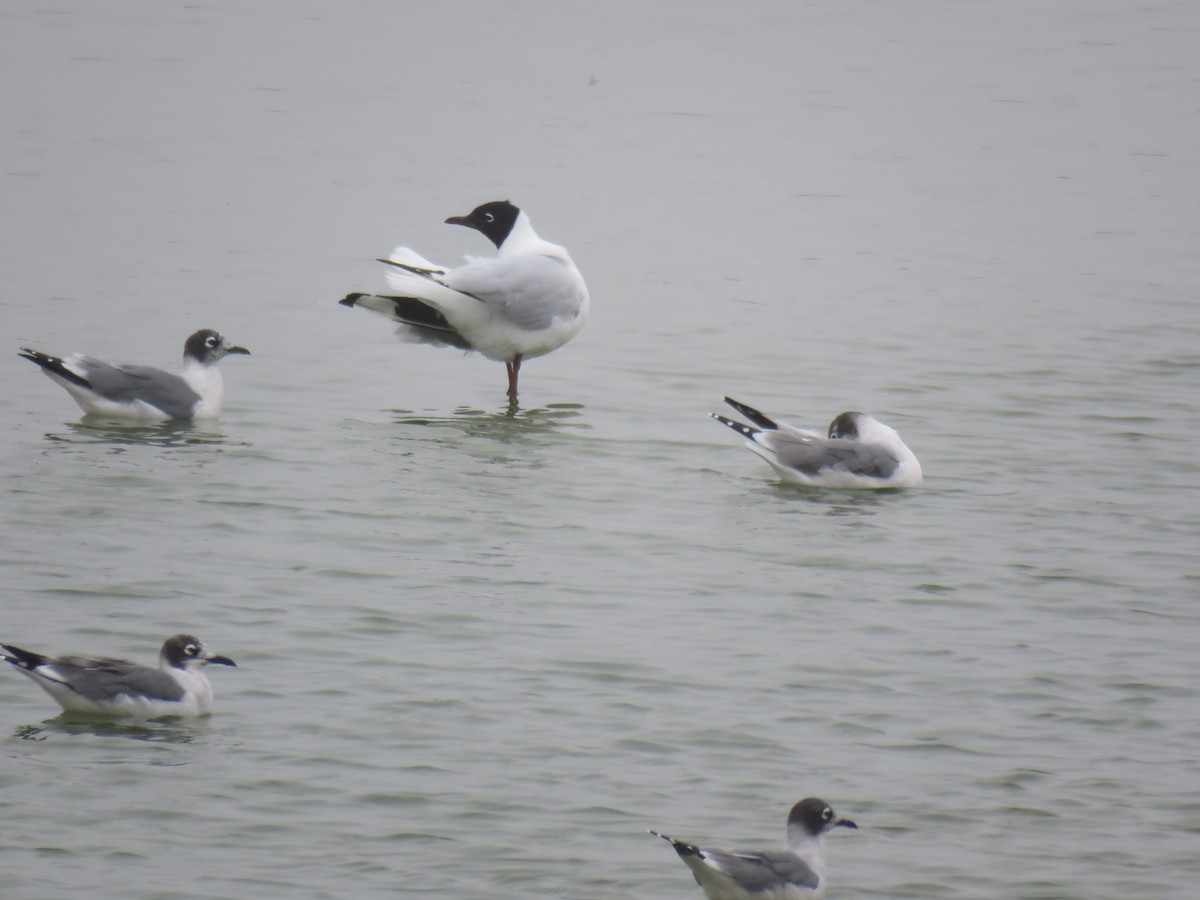 Andean Gull - ML619678832