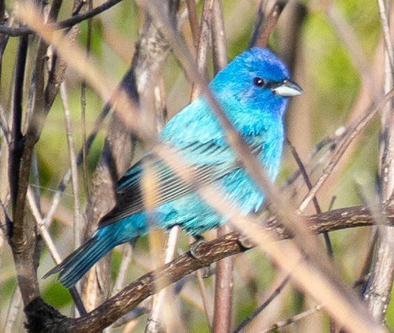 Indigo Bunting - ML619678859