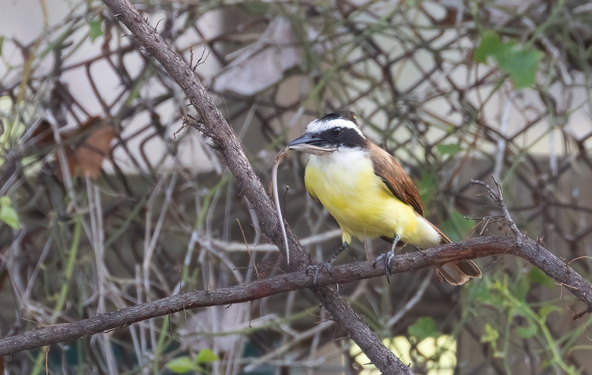 Great Kiskadee - ML619678872