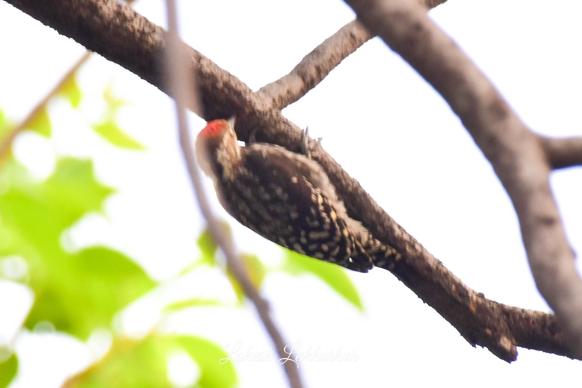 Yellow-crowned Woodpecker - ML619678876