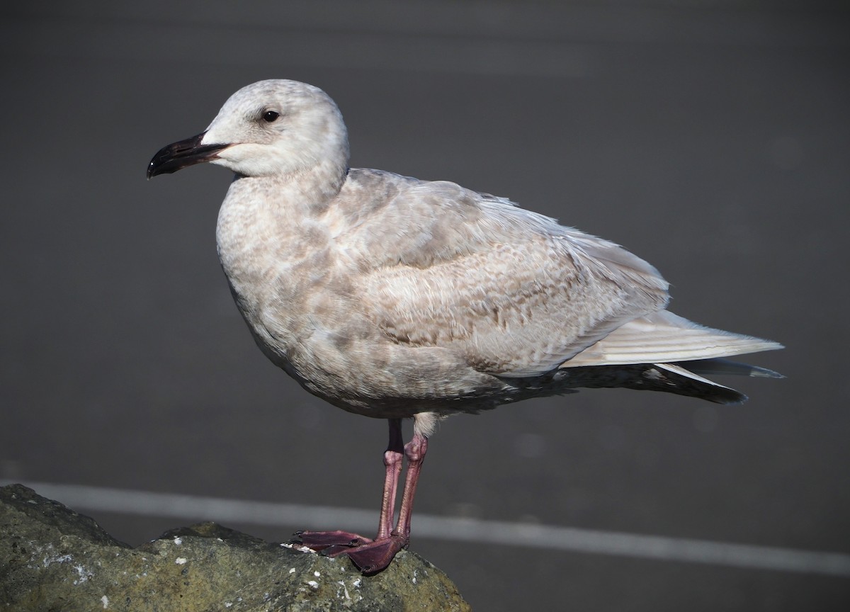 Gaviota de Bering - ML619678882