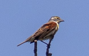 Dickcissel d'Amérique - ML619678888