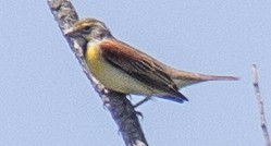 Dickcissel d'Amérique - ML619678893