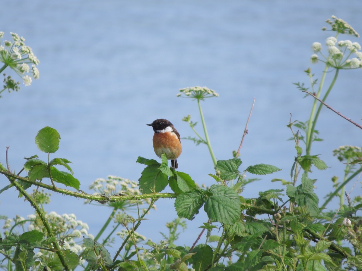 European Stonechat - ML619678894