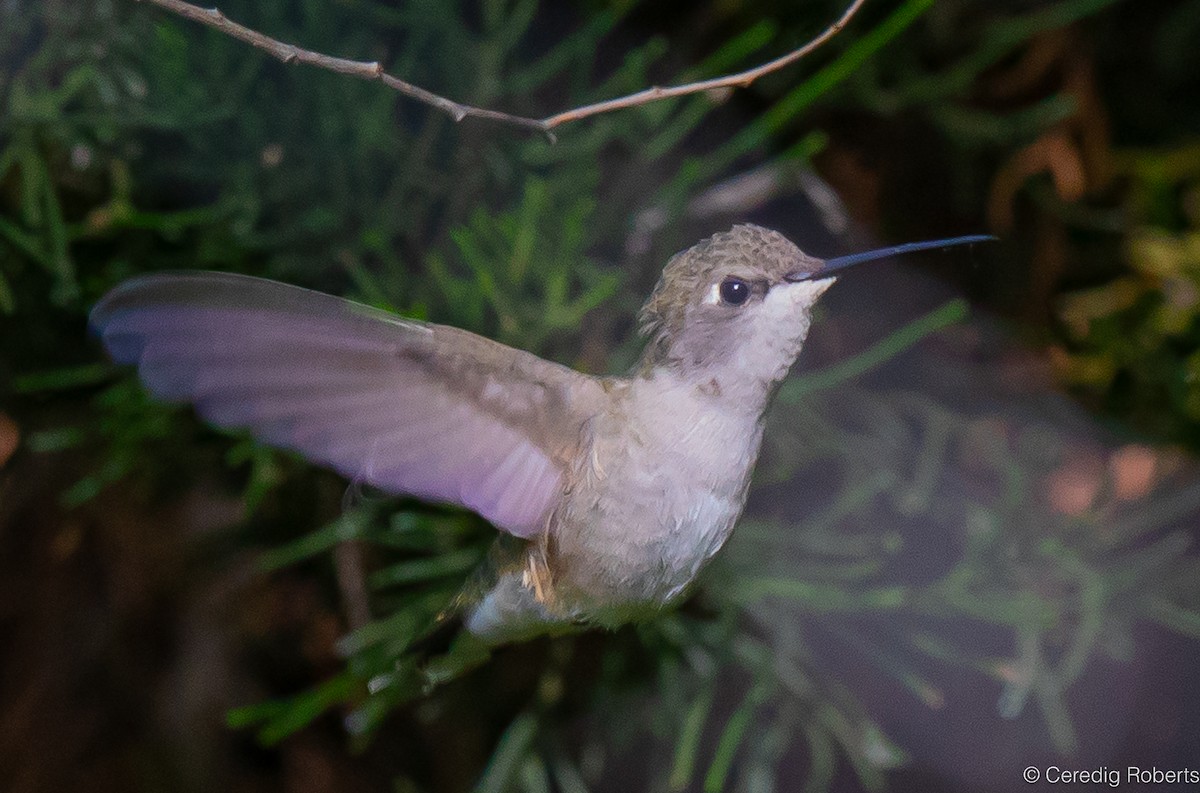 Black-chinned Hummingbird - ML619678895