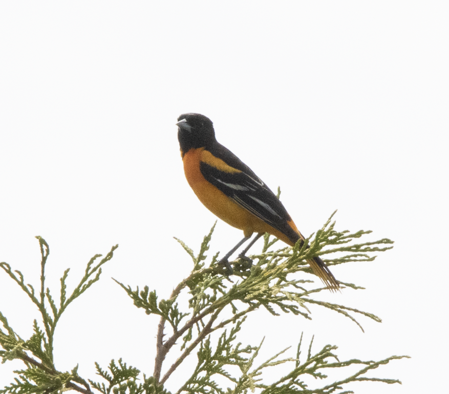 Baltimore Oriole - ML619678911